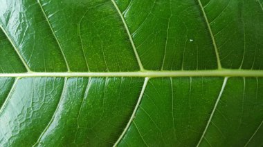 Doğal dokuile yeşil yaprak, arka plan ve eğitim olarak kullanılmak üzere uygun