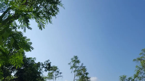 Различные деревья с тенистыми ветвями на фоне голубого неба — стоковое фото