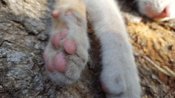 깨끗하고 단정한 손톱이 있는 고양이발 — 스톡 사진