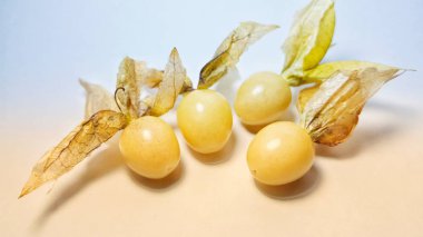 Physalis Angulata,aka ciplukan, bitkisel tıpta çeşitli hastalıkların tedavisinde etkili olan yabani bitkilerden biri