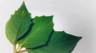 Izole modda bitkilerin çeşitli yaprakları. Doğal doku, eğitim malzemesi veya arka plan görüntüleri olarak kullanıma uygun