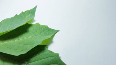 Izole modda bitkilerin çeşitli yaprakları. Doğal doku, eğitim malzemesi veya arka plan görüntüleri olarak kullanıma uygun