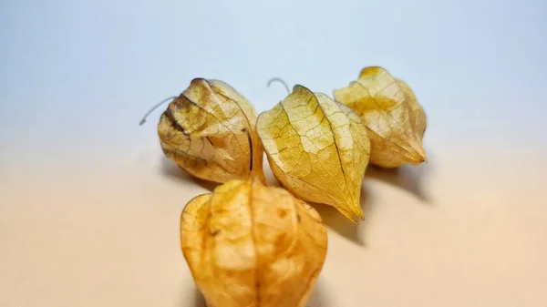 Φυαλλίδα angulata, γνωστή και ως ciplukan, ένα από τα άγρια φυτά που είναι αποτελεσματική στη θεραπεία διαφόρων ασθενειών της φυτικής ιατρικής — Φωτογραφία Αρχείου