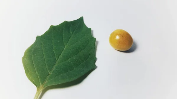 漢方薬の様々な病気の治療に有効な野生植物の一つ、フィサリス・アングロラタ — ストック写真