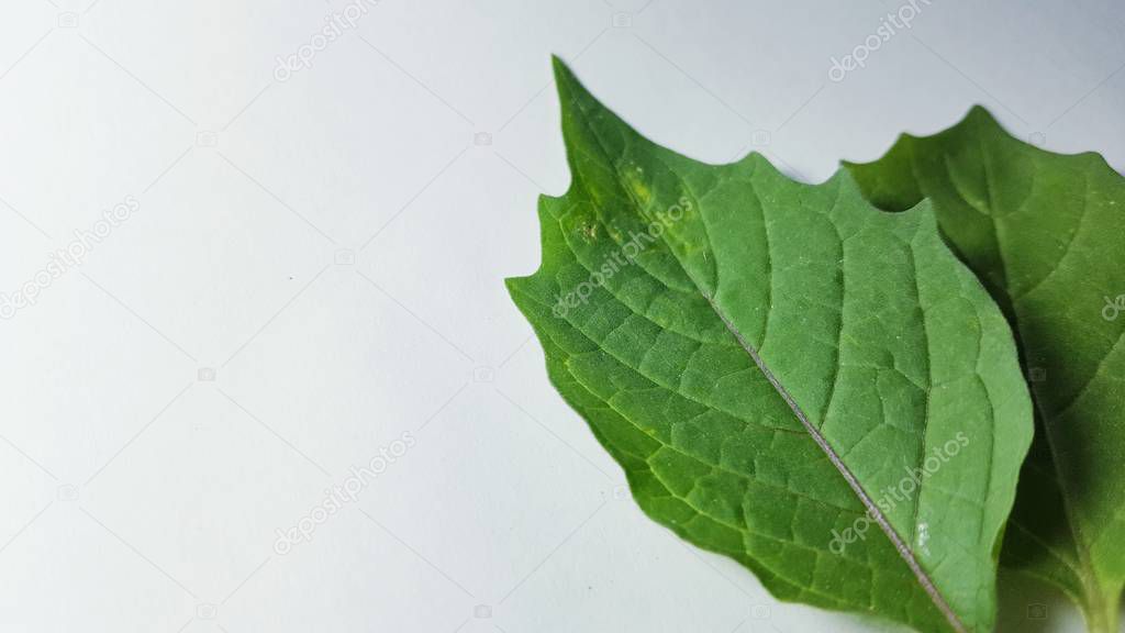 The Fabaceae or Leguminosae, commonly known as the legume, pea, or bean family, are a large and economically important family of flowering plants. 