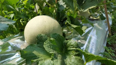 Haşhaş mevsimine giren çiftlikteki kavunlara 