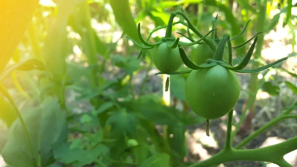 Pomodori verdi, piccole varietà di frutta che maturano — Foto Stock