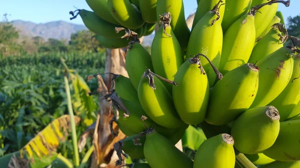 Råa bananer, jordbruksnäringen typer med bra ekonomiskt värde — Stockfoto