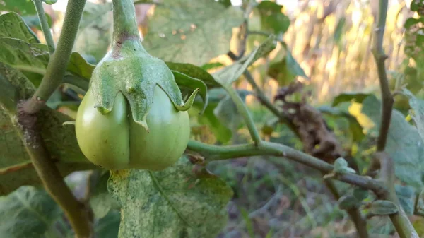 Baklažán nebo běžně nazývaný Solanum melongena — Stock fotografie