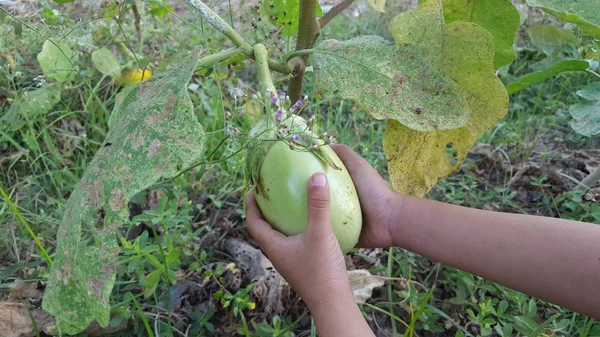 Aubergine of algemeen genoemd Solanum melongena — Stockfoto