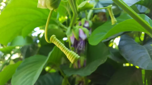 Sechium edule planta chamada chayote. Uma das frutas que podem ser cozidas como um vegetal — Fotografia de Stock