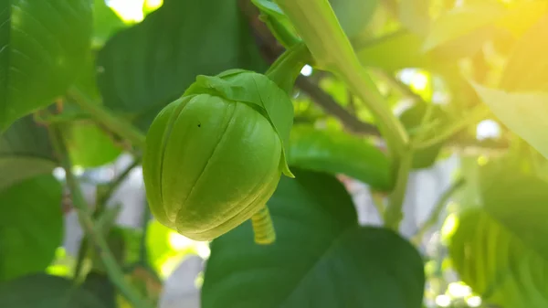 Sechium edule meyve chayote denir. Sebze olarak pişirilebilen meyvelerden biri — Stok fotoğraf