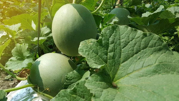 Haşhaş mevsimine giren çiftlikteki kavunlara "salatalık melo" denir. Bu, olağanüstü ekonomik değeri olan bir tarım işidir. — Stok fotoğraf