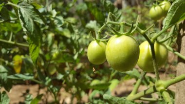 Çiftçi tarlalarında olgun domatesler