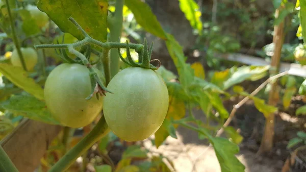 Rijpe tomaten op boeren plantages — Stockfoto