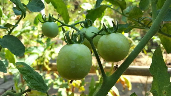 Pomodori maturi nelle piantagioni degli agricoltori — Foto Stock