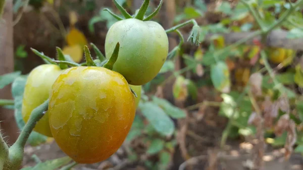 Ώριμες ντομάτες στις φυτείες αγροτών — Φωτογραφία Αρχείου