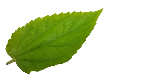 Folha de Muntingia calabura em modo isolado, uma das plantas com vários benefícios para a fitoterapia — Fotografia de Stock