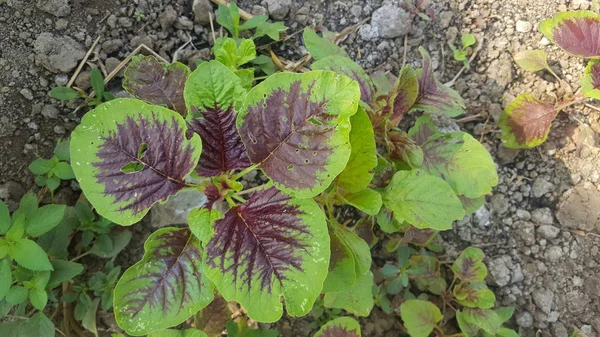 Amaranthus gangetik, zelenina s různými výhodami a snadno zpracovatelný pro nejrůznější delikátní pokrmy s vysokým obsahem vlákniny — Stock fotografie