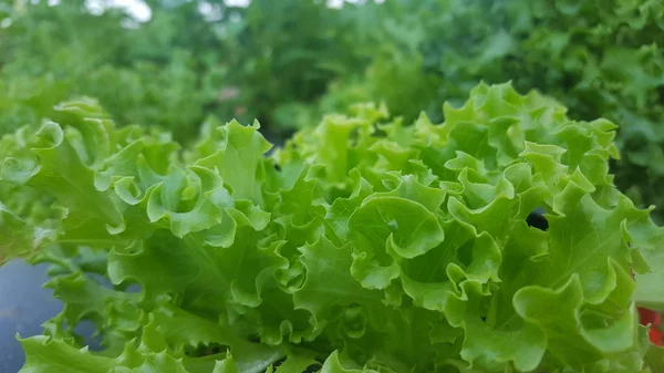 Fresh lettuce leaves are planted in the hydroponic method. Healthier and fresher — 스톡 사진