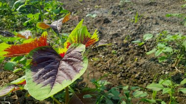 Amaranthus gangeticus, çeşitli faydaları ve yüksek lif içeriği ile lezzetli yemekler çeşitli için işlemek kolay sebze