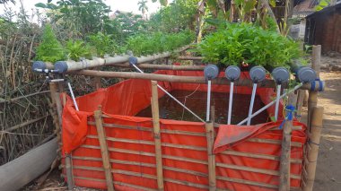 Su ıspanak bitkileri hidroponik yöntemle yetiştirilmektedir. Daha sağlıklı ve taze