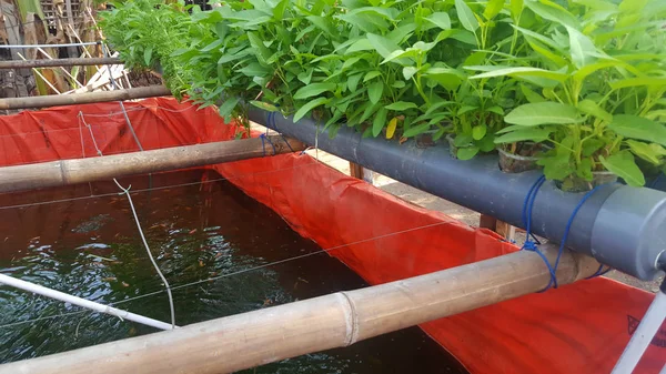 Las plantas de espinacas de agua se cultivan en el método hidropónico. Más sano y fresco — Foto de Stock