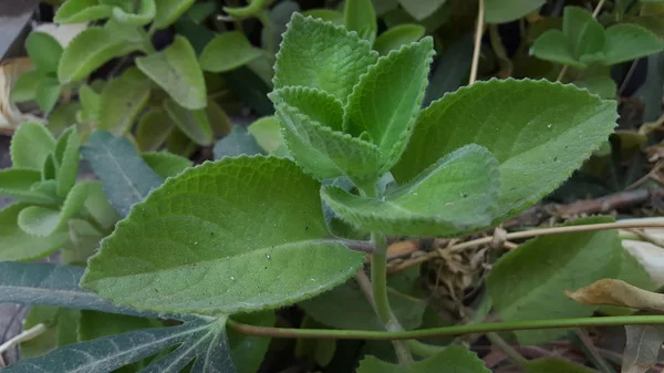 Plectranthus amboinicus sin leafe, l'une des plantes avec l'efficacité de traiter la coqueluche, la fièvre aphteuse et l'inflammation de la gorge — Photo