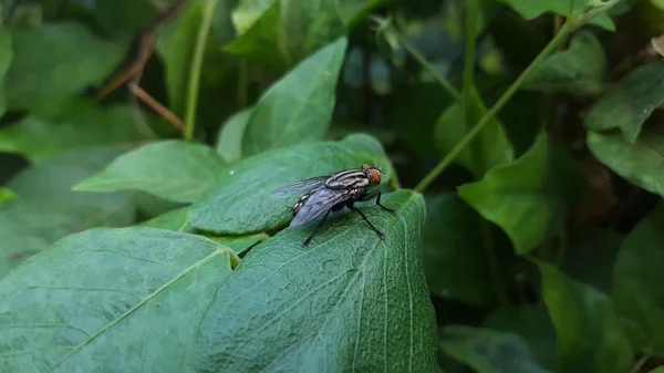 Diptera é a ordem de classificação da classe Insecta baseada em asas que têm as características de usar apenas um par de asas finas que são funcionais para o voo — Fotografia de Stock
