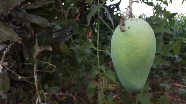 Mango på trädet, går in i skördesäsongen. Mango har vitaminer som är bra för hälsan och bra affärsvärde — Stockfoto