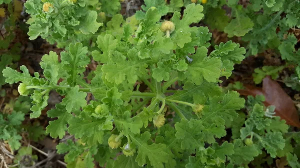 Plantas de grama selvagem que podem crescer em solo seco, com um pouco de água eles ainda podem viver. imagens adequadas para uso como material educacional ou imagens de fundo — Fotografia de Stock