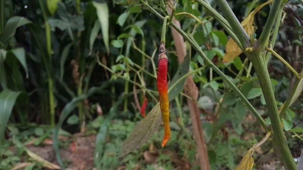 Chili växter som misslyckats med att skörda på grund av skadedjur, verkade börja ruttna — Stockfoto