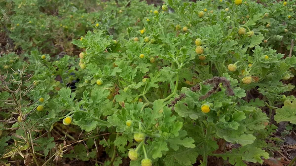 Plantas de grama selvagem que podem crescer em solo seco, com um pouco de água eles ainda podem viver. imagens adequadas para uso como material educacional ou imagens de fundo — Fotografia de Stock