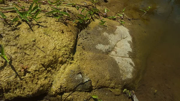 Rivier met rotsen en helder water, leek te drogen als gevolg van lange droogte. — Stockfoto