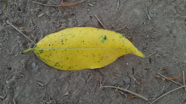 Hojas amarillas con textura natural, aptas para su uso como imágenes de fondo —  Fotos de Stock