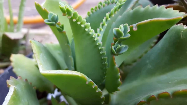 Bryophyllum pinnatum é uma planta suculenta originária de Madagáscar. Esta planta é famosa por seu método de reprodução através de botões de folha . — Fotografia de Stock