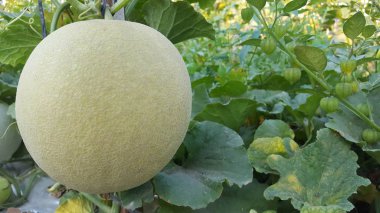 Haşhaş mevsimine giren çiftlikteki kavunlara 