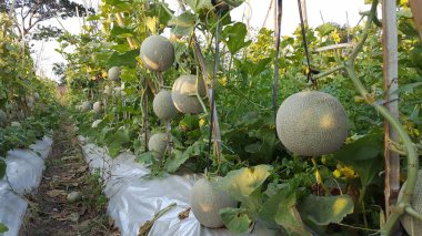 Haşhaş mevsimine giren çiftlikteki kavunlara 