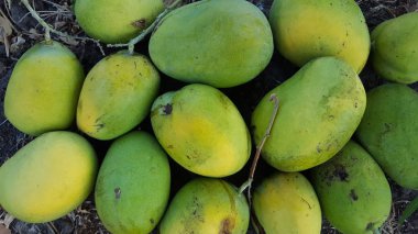 Mango hasat mevsiminde olgunlaşır..