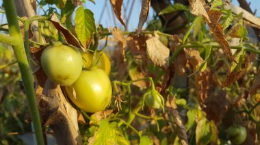 Bahçede olgunlaşan taze organik domatesler.