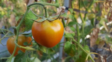 Bahçede olgunlaşan taze organik domatesler.