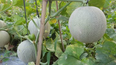 Haşhaş mevsimine giren çiftlikteki kavunlara 