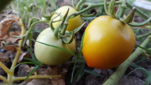Bahçede olgunlaşan taze organik domatesler. — Stok fotoğraf
