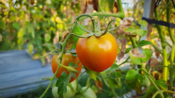 Färska ekologiska tomater mognar i trädgården — Stockfoto