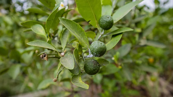 Citrus aurantiifolia, растение, которое распространено в Юго-Восточной Азии — стоковое фото