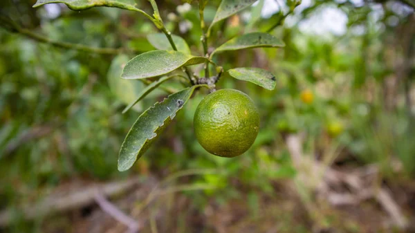 Citrus aurantiifolia, растение, которое распространено в Юго-Восточной Азии — стоковое фото