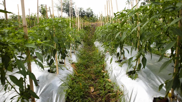 辣椒种植是具有良好商业价值的农业之一 — 图库照片