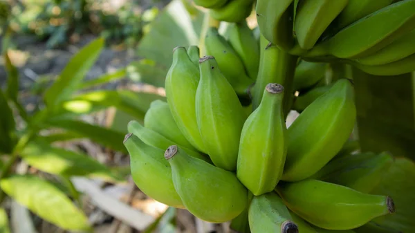 Le banane sono ancora sull'albero, sembra verde che sarà presto raccolto. — Foto Stock
