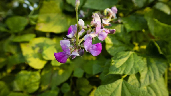 Las Fabaceae o Leguminosae, comúnmente conocidas como la familia de las leguminosas, guisantes o frijoles, son una familia grande y económicamente importante de plantas con flores. . — Foto de Stock