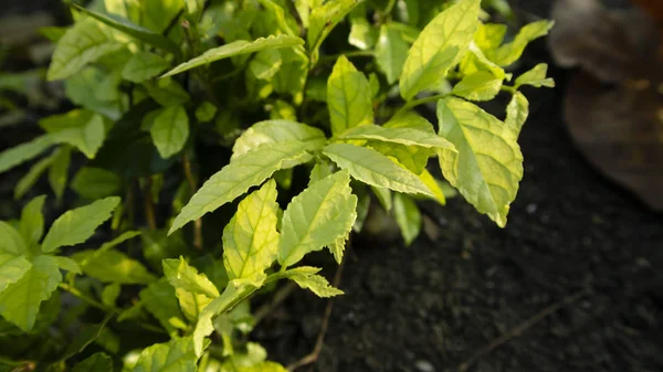 Groene bladeren in de tuin, de afbeelding is geschikt om als achtergrond te gebruiken — Stockfoto